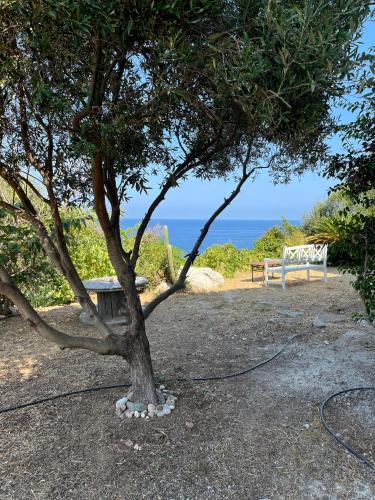 a tree and a bench sitting next to the ocean at Castelia in Lumio