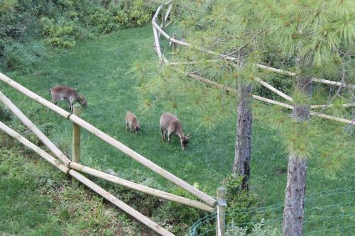 a group of animals grazing in the grass at Mas De Rogelio in Beceite