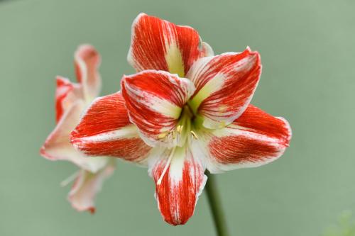 a close up of a red and white flower at Fergust Family Studio Monteverde in Sierra