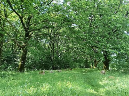 a field of grass with trees in the background at 6 person holiday home in Hovborg-By Traum in Hovborg
