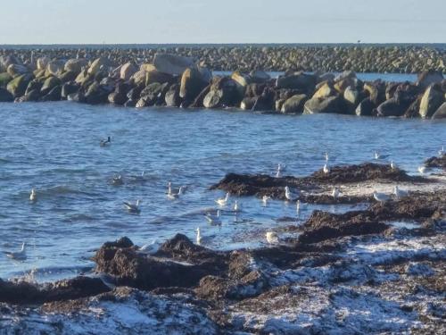 a group of birds swimming in the water at 6 person holiday home in Dannemare-By Traum in Dannemare