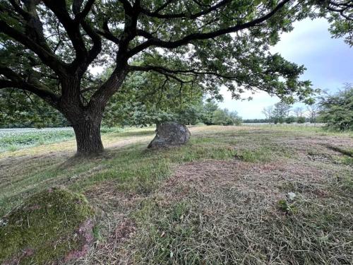 a tree and a rock in a field with a tree at 8 person holiday home in Hovborg-By Traum in Hovborg