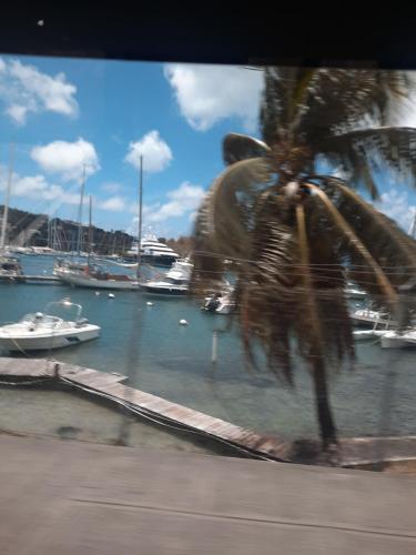 a palm tree in front of a marina with boats at LES FLAMBOYANTS in Baréto