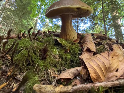 Fotografie z fotogalerie ubytování Villa Cecilia 1 mini v destinaci Tonadico