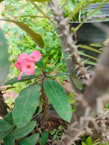 a pink flower on a plant with green leaves at Dom's Inn in Mangalore