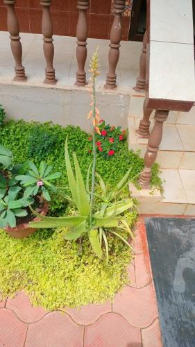 a garden with plants and flowers on a porch at Dom's Inn in Mangalore