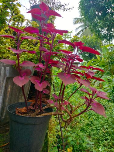 a plant with pink flowers in a pot at Dom's Inn in Mangalore