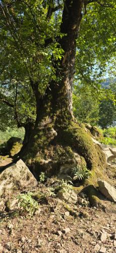 a tree with moss growing around the base of it at Sim Guesthouse in Sım