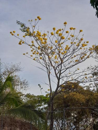 a tree with yellow flowers in front of a fence at Casa Rústica Rancho de Lía- Vacacional in Orotina
