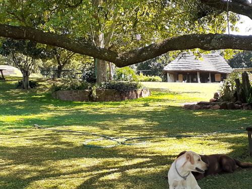 a dog laying on the grass under a tree at Tree Tops Guest Farm in Isidule