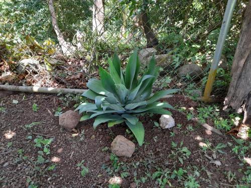 a green plant sitting on the ground next to rocks at Casa Rústica Rancho de Lía- Vacacional in Orotina