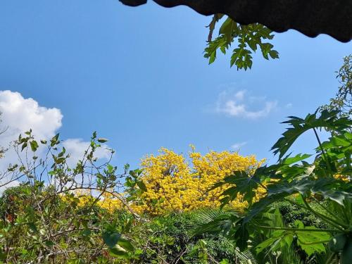 a tree with yellow flowers in front of a blue sky at Casa Rústica Rancho de Lía- Vacacional in Orotina