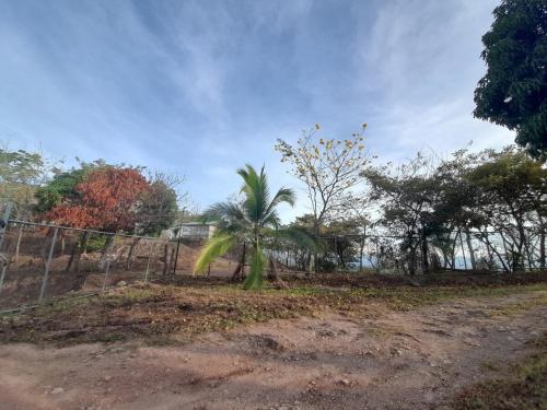 a palm tree on a dirt road next to a fence at Casa Rústica Rancho de Lía- Vacacional in Orotina