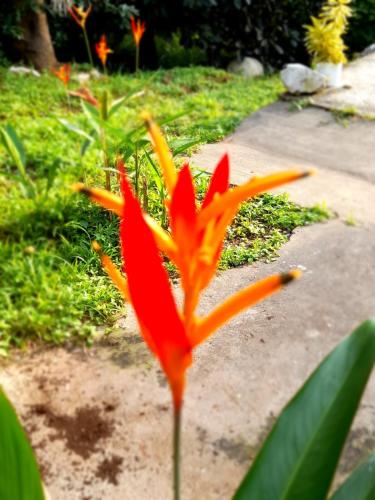 a red and orange flower in a garden at Casa Rústica Rancho de Lía- Vacacional in Orotina