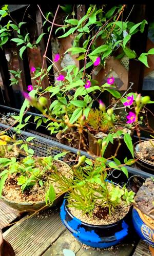 a group of potted plants sitting on a table at Gilson Story Pension in Pyeongchang 