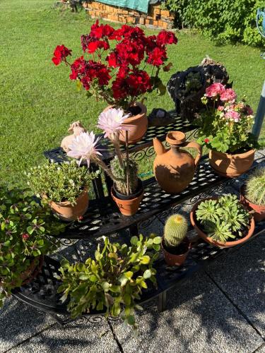 a group of potted plants sitting on a table at Apartment in St. Jakob im Rosental in Sankt Jakob im Rosental