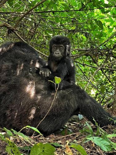 a gorilla sitting on the ground in the forest at Nyanja View Resort in Fort Portal