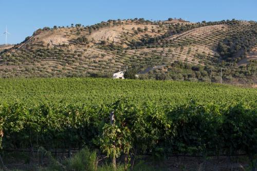 a field of crops with a hill in the background at Dattilo in Torre Melissa