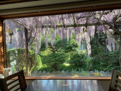 a window with a bunch of wisteria hanging from it at guest house Ki-zu - Vacation STAY 95389v in Nishio