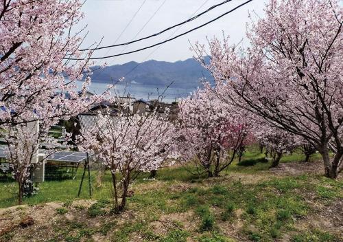 a group of trees with pink flowers on them at Setouchi Hitotsuru HITOTSURU - Vacation STAY 13561v in Onomichi