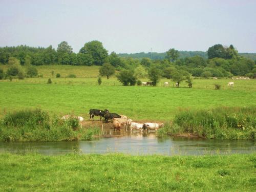 a herd of cows drinking from a river in a field at Beautiful Ardennes house in quiet area in Sainte-Ode