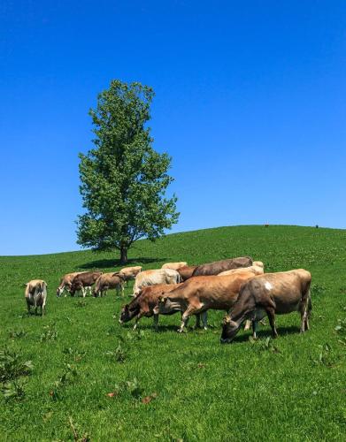 a herd of cows grazing in a field with a tree at Avidasion - Vacation STAY 12038 in Biei