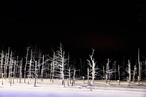 a group of white trees in the snow at night at Avidasion - Vacation STAY 12038 in Biei