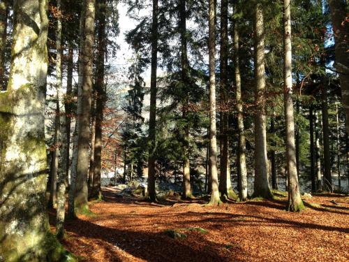 a wooded area with trees and a dirt trail at Abis Ferienwohnung Salzkammergut in Strobl