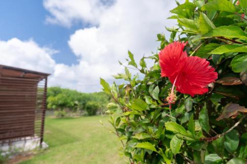 a red flower on a bush next to a building at Oase Nosoko - Vacation STAY 69732v in Ibaruma