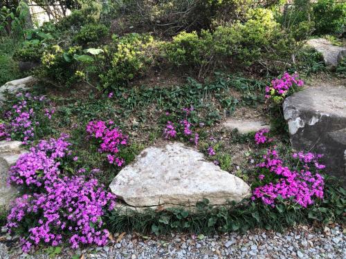 a garden with purple flowers and a rock at Fukurou no Oyado - Vacation STAY 71438v in Fuefuki