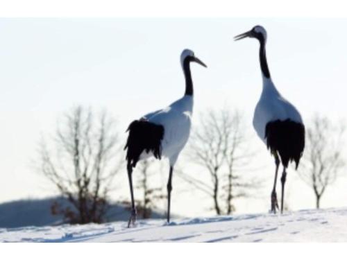 two birds are standing in the snow at Farm Inn Torch A - Vacation STAY 92716v in Tsurui