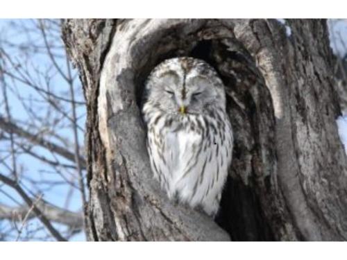 a white owl sitting in the middle of a tree at Farm Inn Torch A - Vacation STAY 92716v in Tsurui
