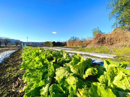 a field of lettuce on a dirt road at Fukouji - Vacation STAY 07341v in Numata