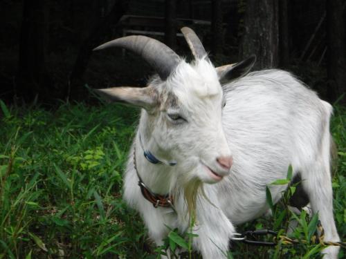 a goat with horns standing in the grass at Bob's house - Vacation STAY 42876v in Kameoka