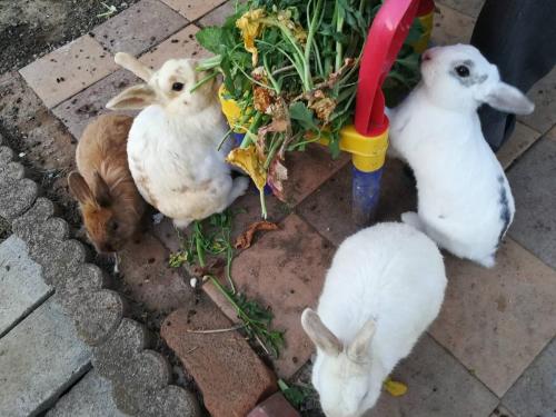 a group of white chickens on the ground at 9 Kingyo: You can see the Japanese garden from t - Vacation STAY 12822 in Kōnosu