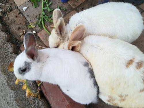 two white rabbits are laying on the ground at 9 Kingyo: You can see the Japanese garden from t - Vacation STAY 12822 in Kōnosu