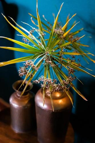 a small plant in a brown pot on a table at Chameleon Hill Forest Lodge in Bwindi