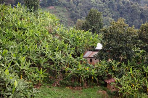 a house in the middle of a forest of trees at Chameleon Hill Forest Lodge in Bwindi