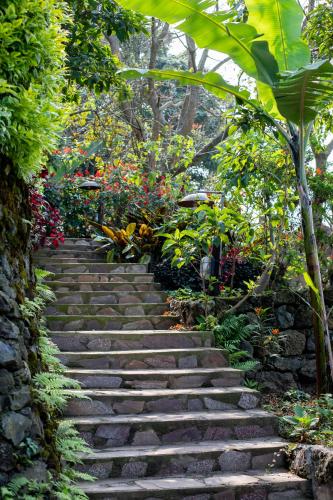 a stone stairway in a garden with plants at Chameleon Hill Forest Lodge in Bwindi
