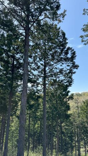 a group of trees in the middle of a field at Hourokusha - Vacation STAY 13417 in Doji