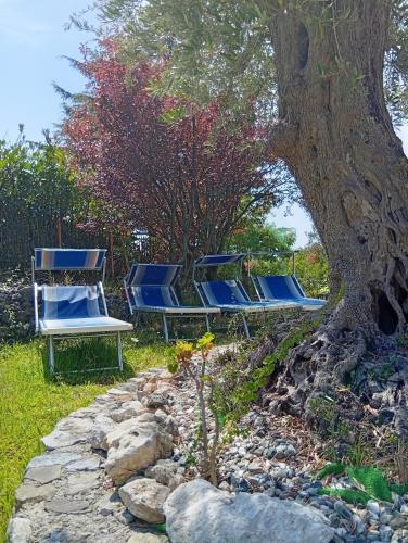 a group of blue lounge chairs under a tree at B&B da Maria Teresa - Maratea in Maratea