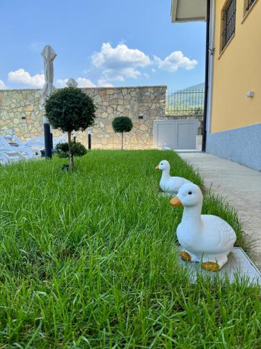 two white ducks sitting in the grass next to a building at Villa Gjoni in Kalmet