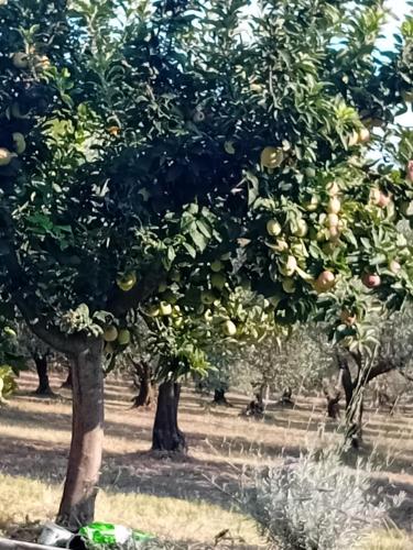 Κήπος έξω από το Κτήμα Verde