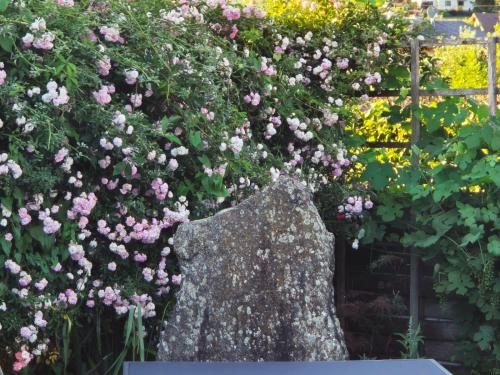 a bush of pink roses growing on a rock at Sternhaus - Appartement am Kurpark in Bad Schallerbach