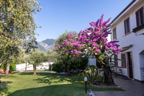 a garden with a tree with purple flowers at Residence Alesi in Malcesine