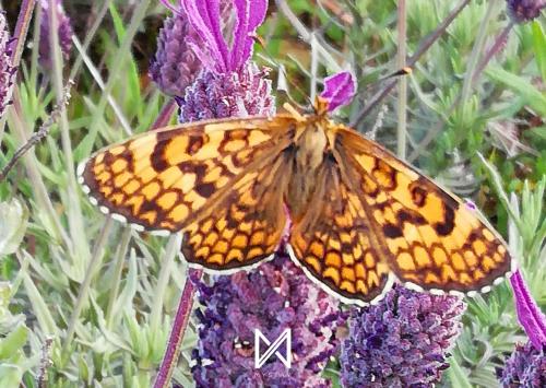 a butterfly sitting on top of a purple flower at MyStay - Casa Aguarela in São Romão