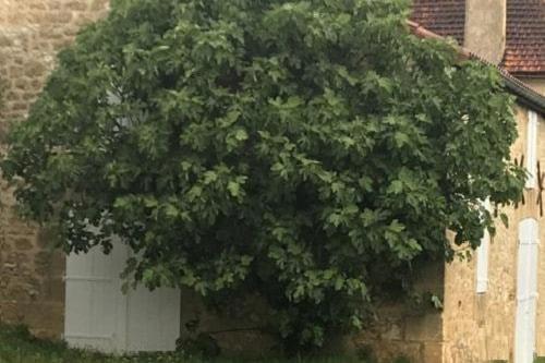 En have udenfor Mas du figuier Occitanie - Maison de maitre