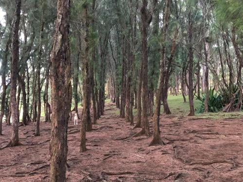 Paisaje cerca de este apartamento