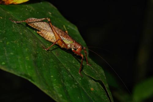 a small insect sitting on a green leaf at Maskani Wasi in Lago Agrio