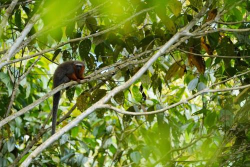 a bird sitting on a branch of a tree at Maskani Wasi in Lago Agrio